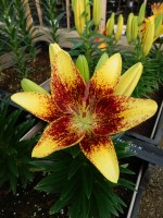 [5044 TinyNugget No02.JPG]